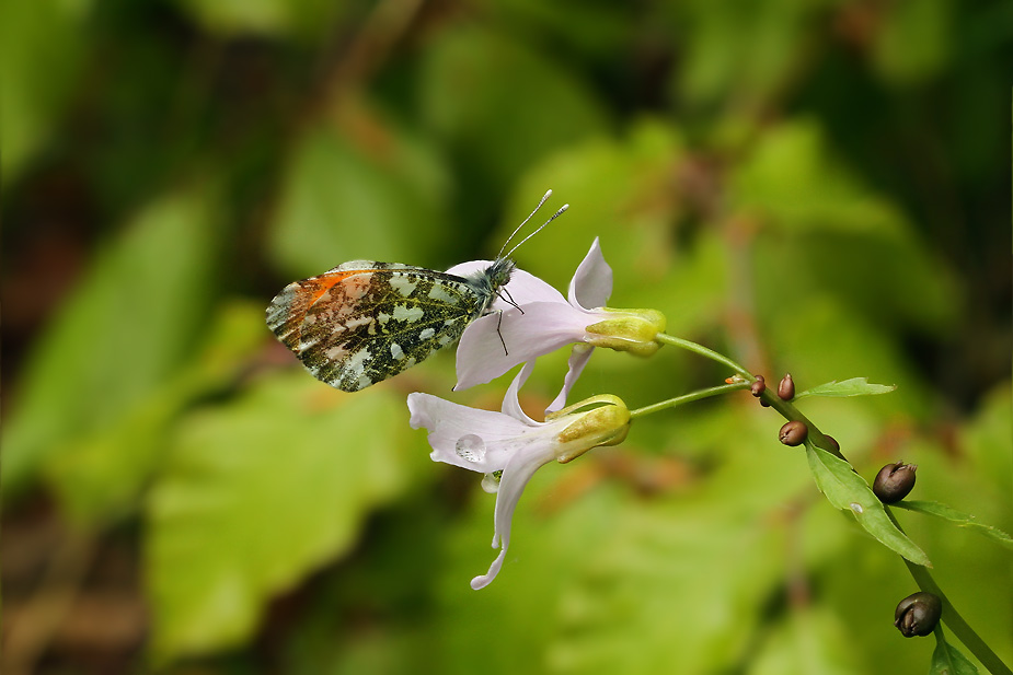 Anthocharis cardamines_4711