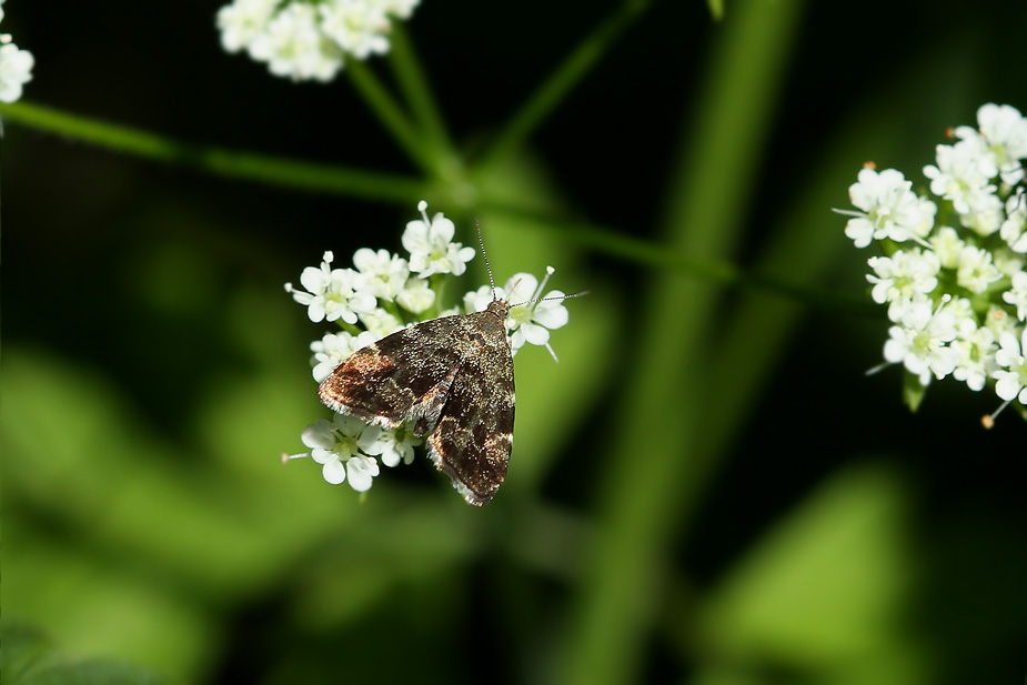 Anthophila fabriciana_4726