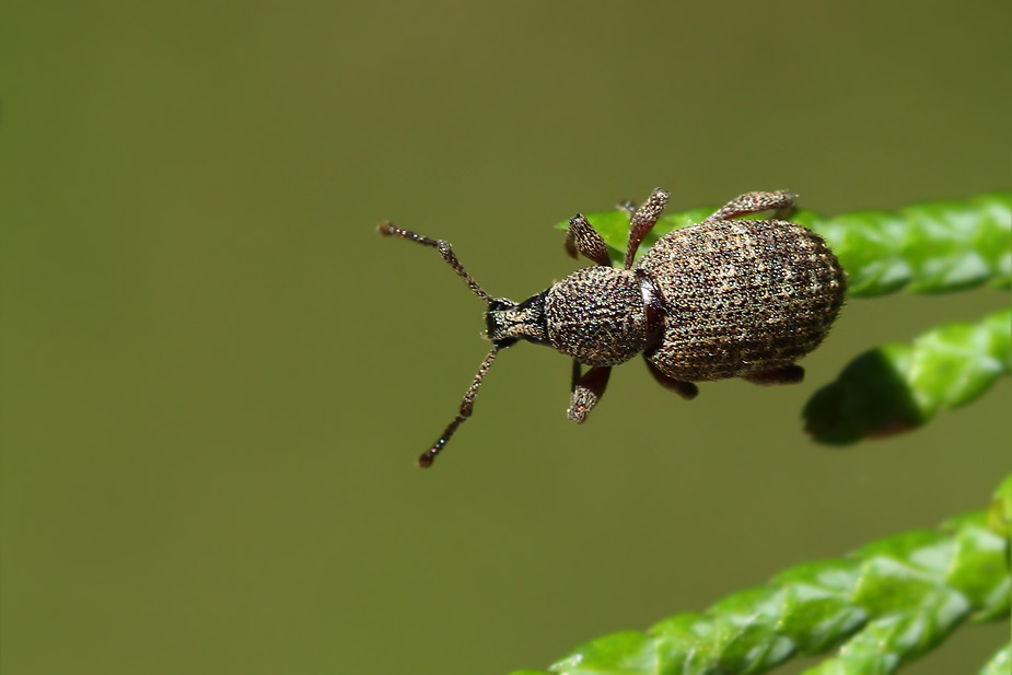 Otiorhynchus singularis_4772