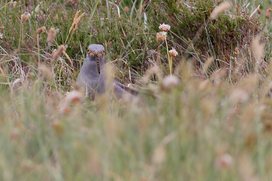 Fugl-Cuculus canorus_4791
