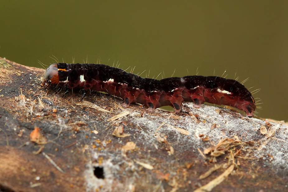 Eupsilia transversa_5026