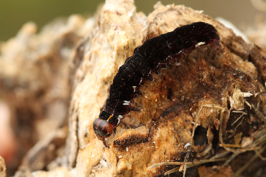 Eupsilia transversa_5031