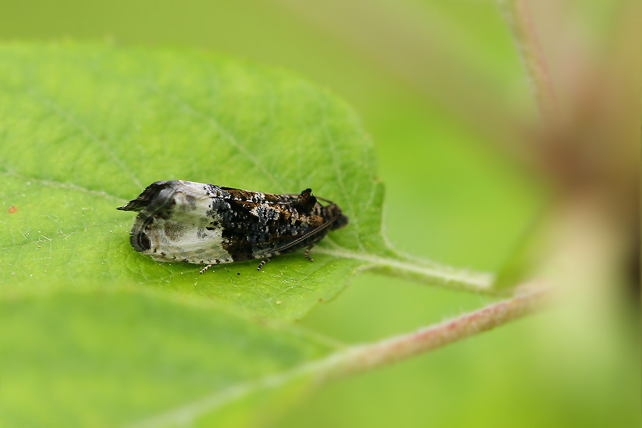 Hedya nubiferana_5057