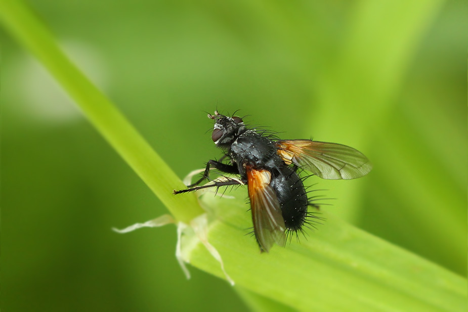 Zophomyia temula_5091