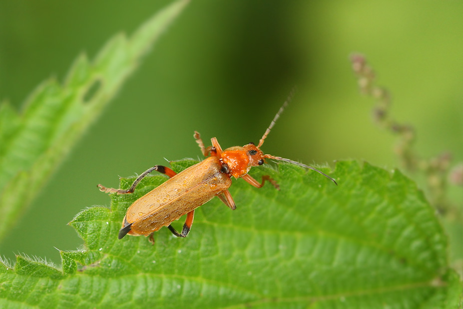 Cantharis livida_5101