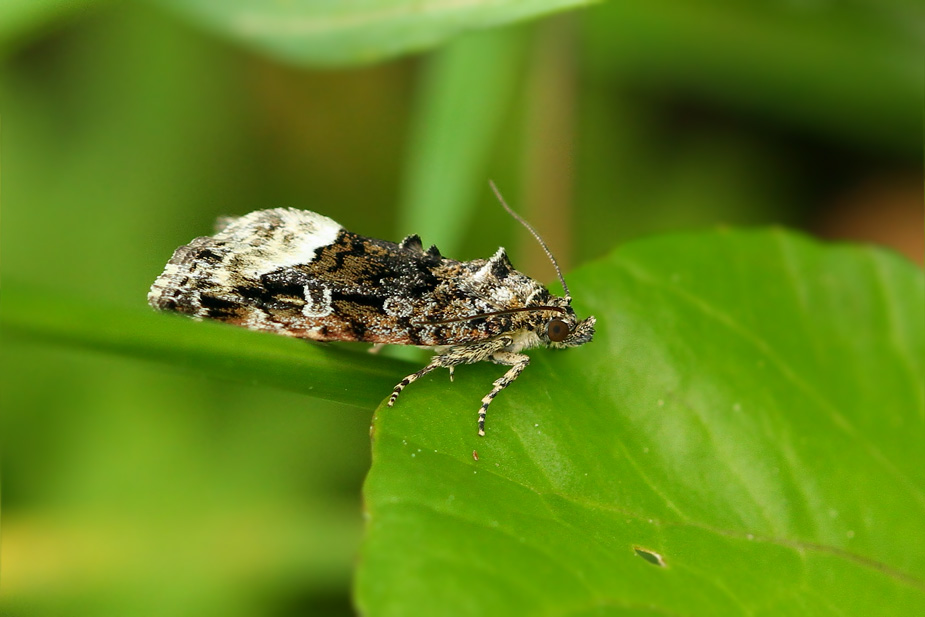 Deltote pygarga_5103