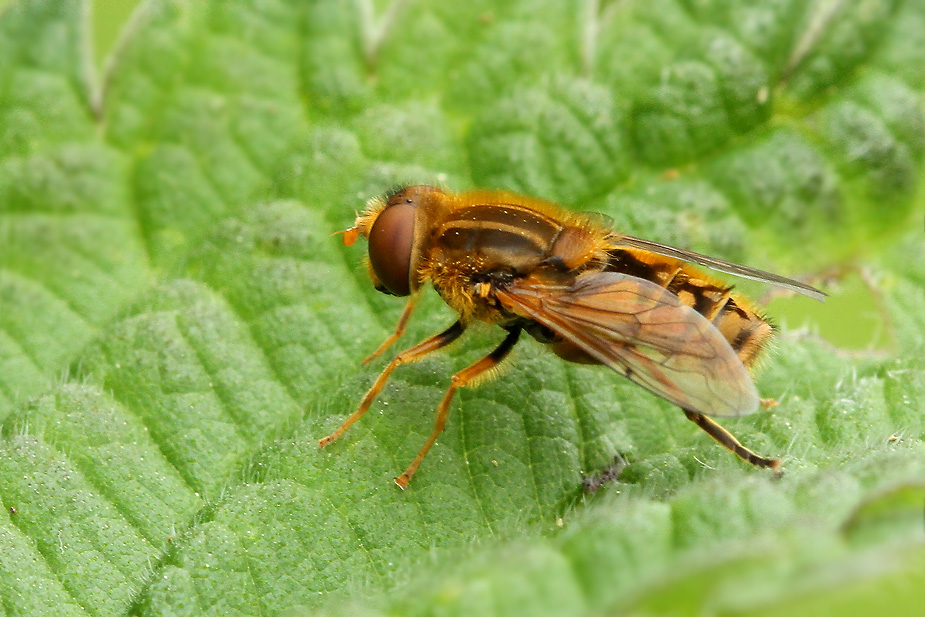 Parhelophilus frutetorum_5135