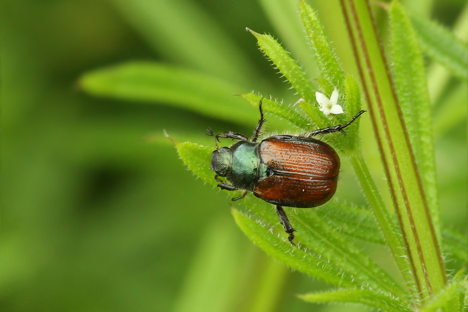 Phyllopertha horticola_5136