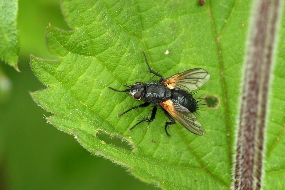 Zophomyia temula_5140
