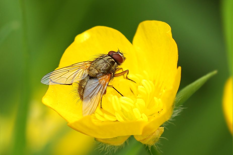 Hydrophoria lancifer_5159