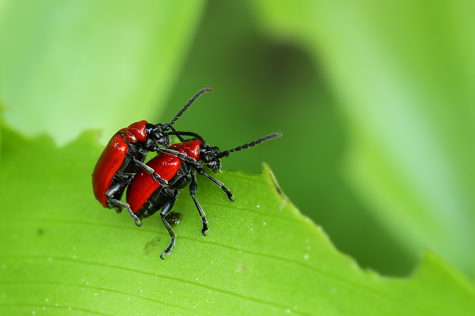 Lilioceris lilii_5160