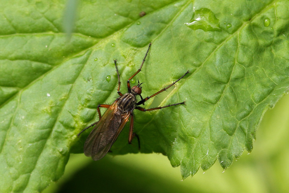 Empis tessellata_5204