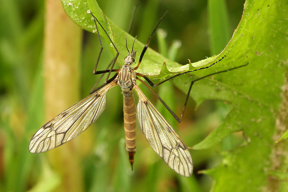 Tipula varipennis_5220