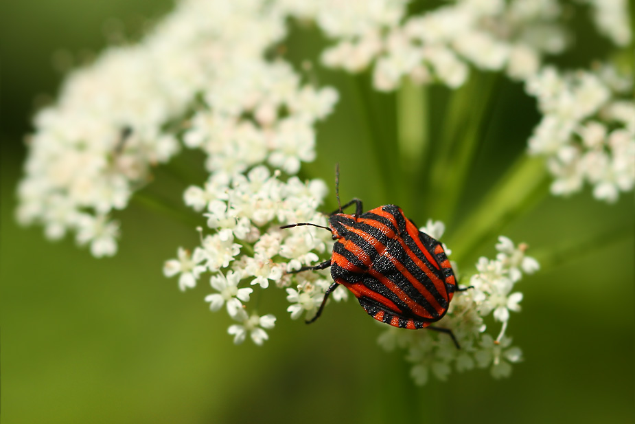 Graphosoma lineatum_5274