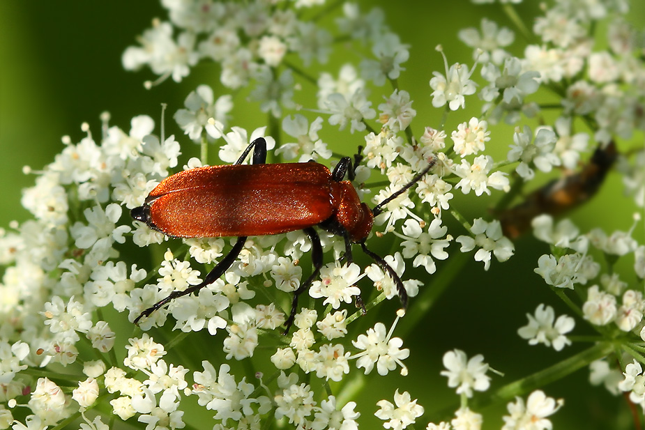 Pyrochroa serraticornis_5285