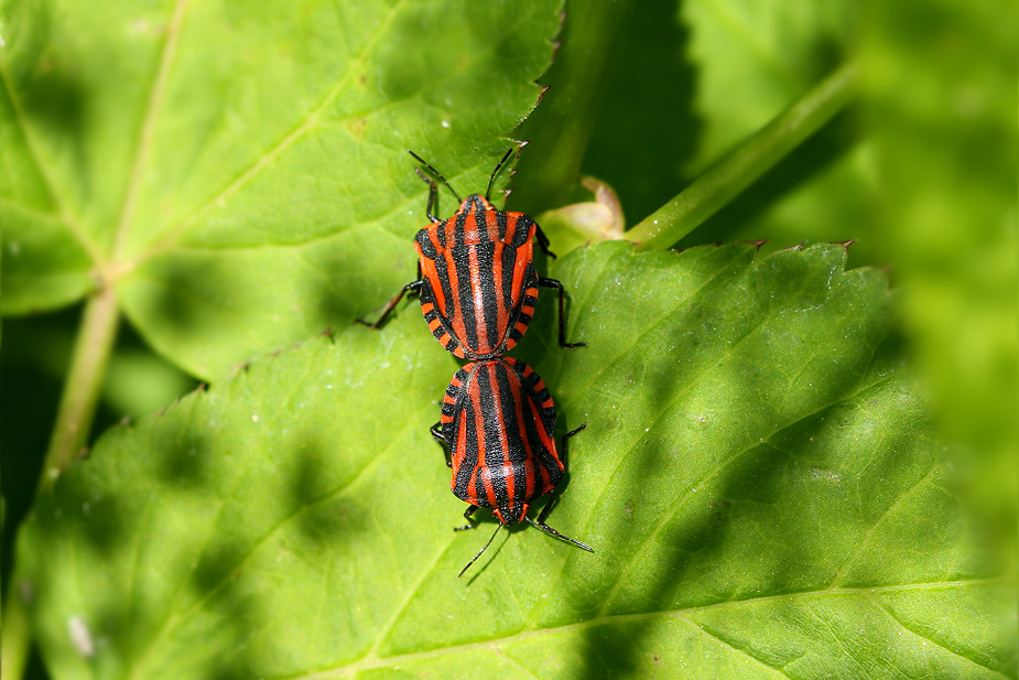 Graphosoma lineatum_5295