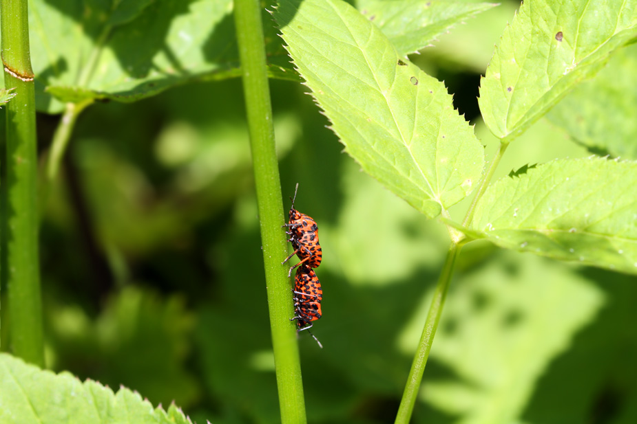 Graphosoma lineatum_5306
