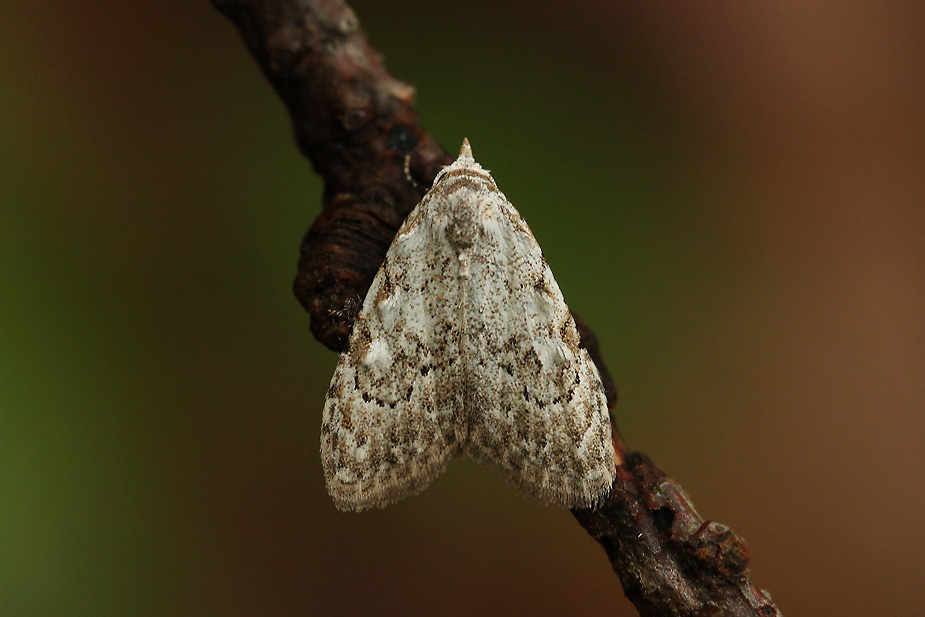 Nola confusalis_5317