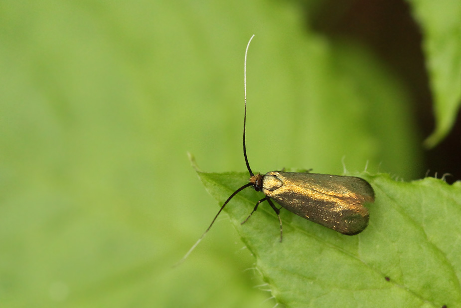 Adela reaumurella_5325