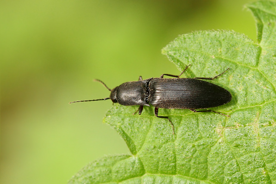 Ectinus aterrimus_5329