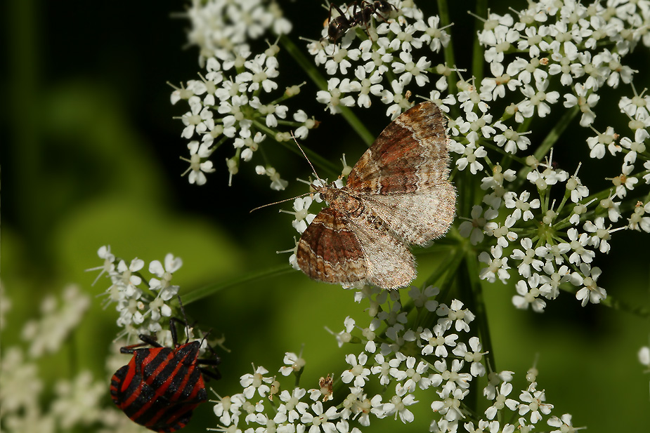 Xanthorhoe spadicearia_5362