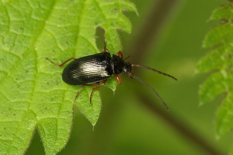 Gonodera luperus_5363