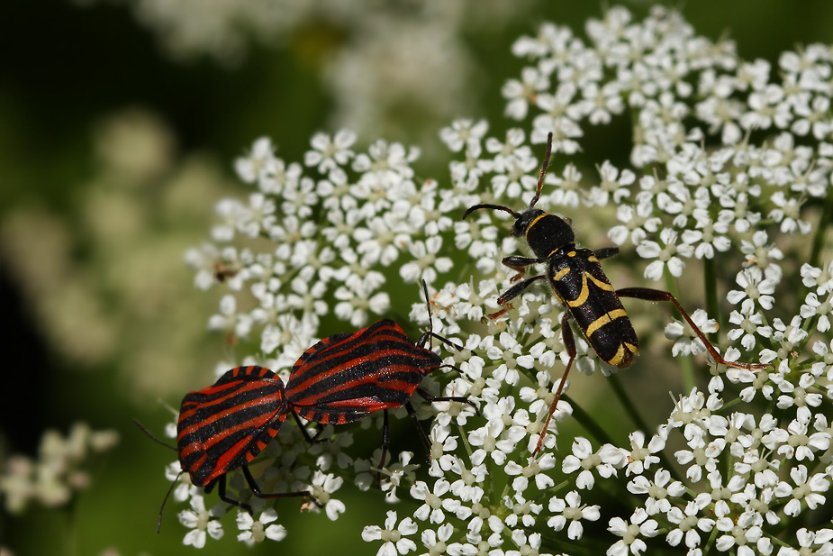 Clytus arietis_5385