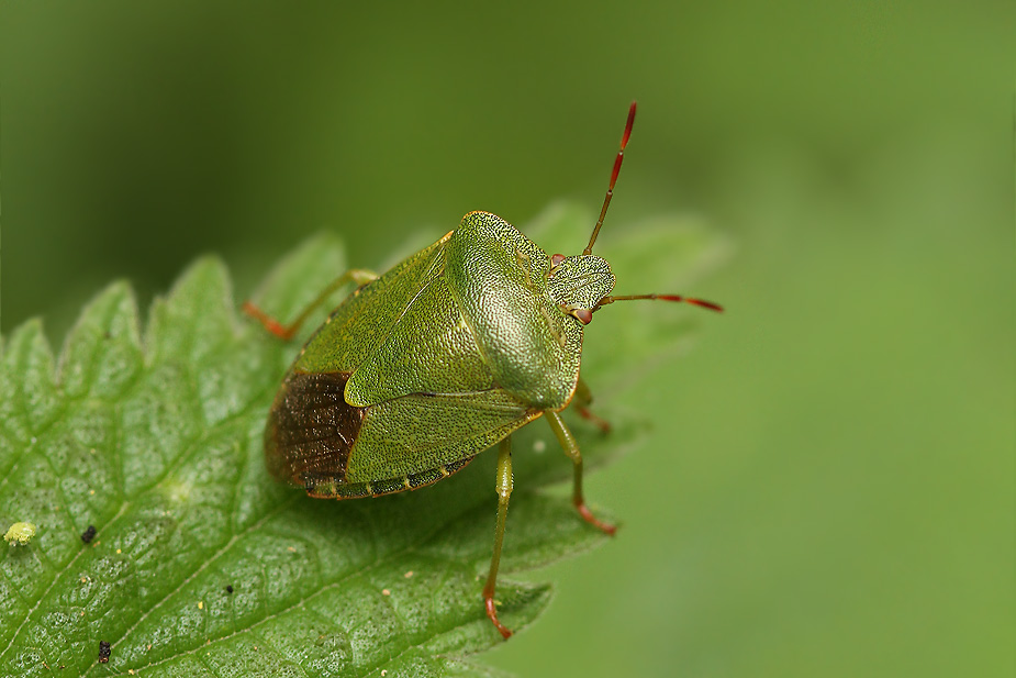 Palomena prasina_5386
