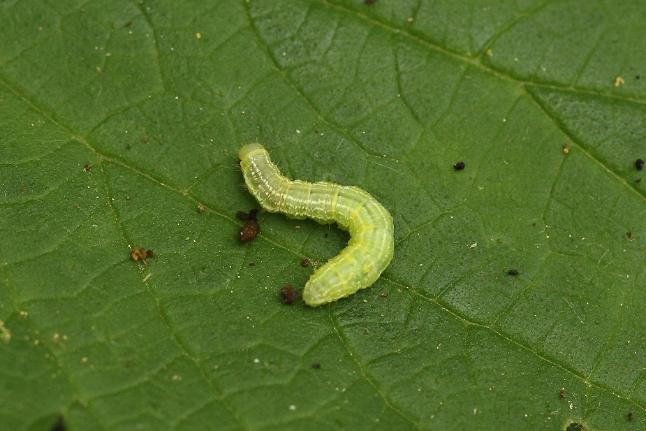 Pseudoips prasinana_5392