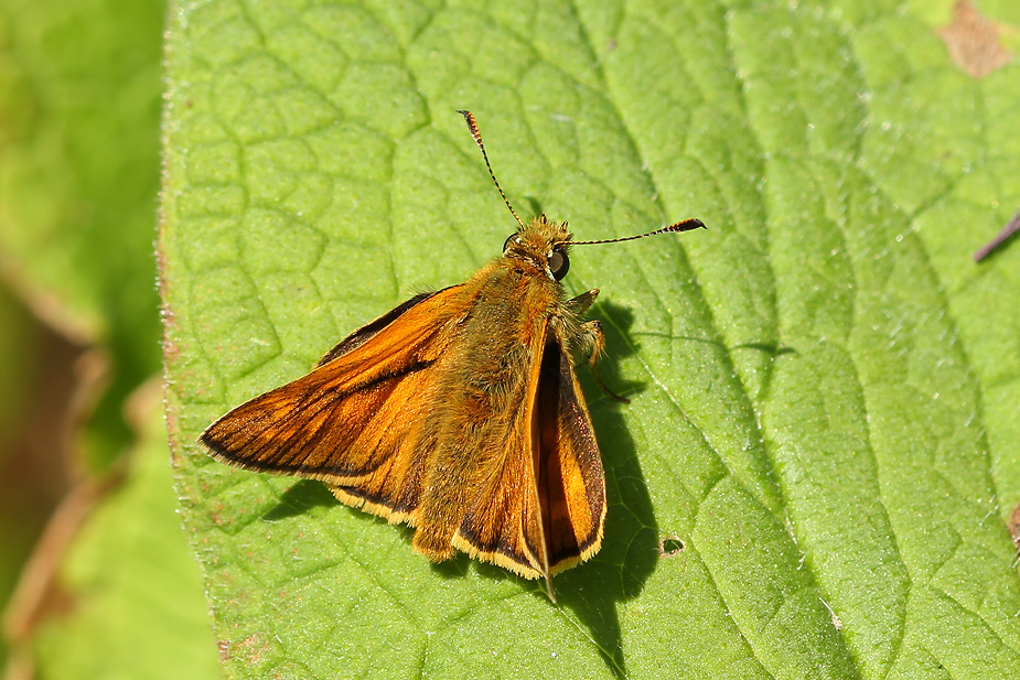 Ochlodes sylvanus_5399