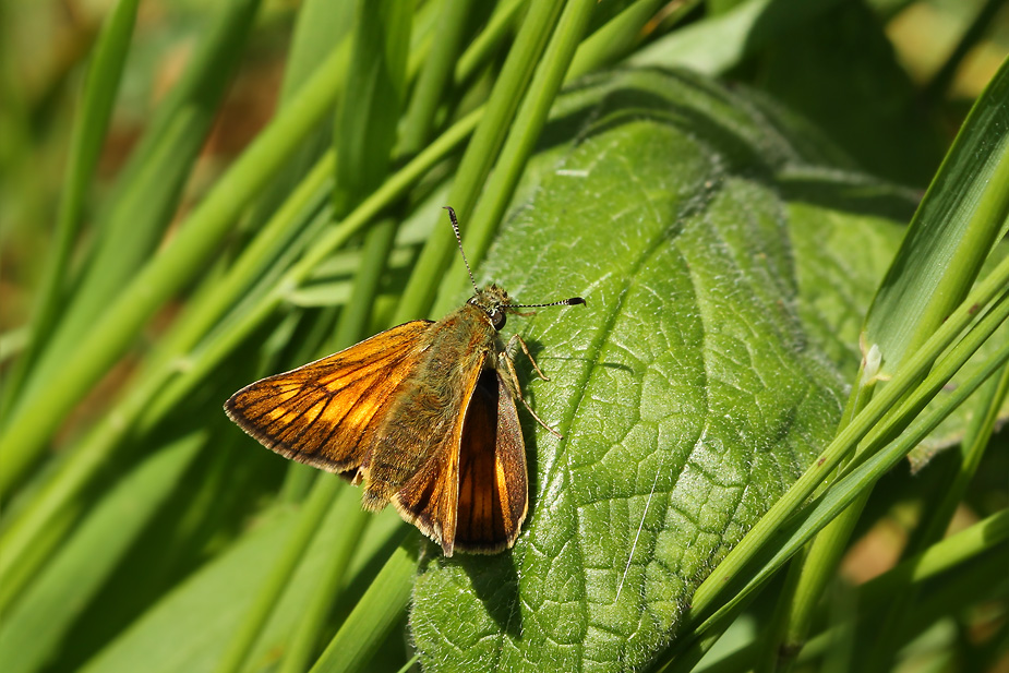 Ochlodes sylvanus_5404