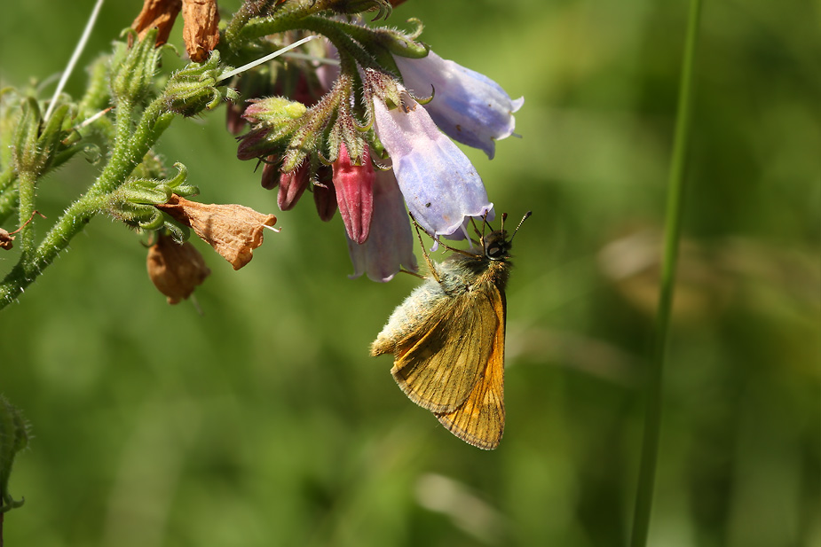 Ochlodes sylvanus_5415
