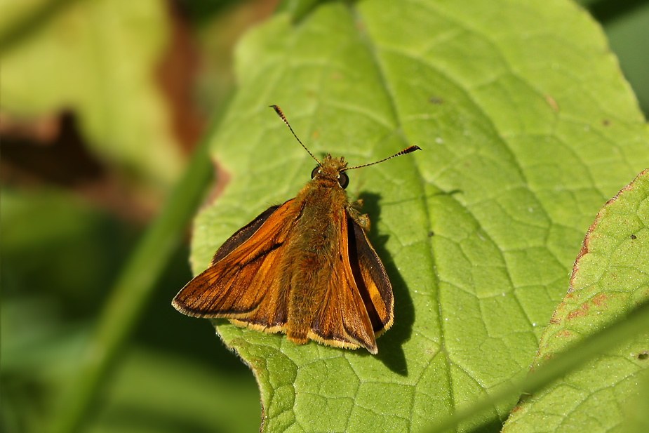 Ochlodes sylvanus_5427