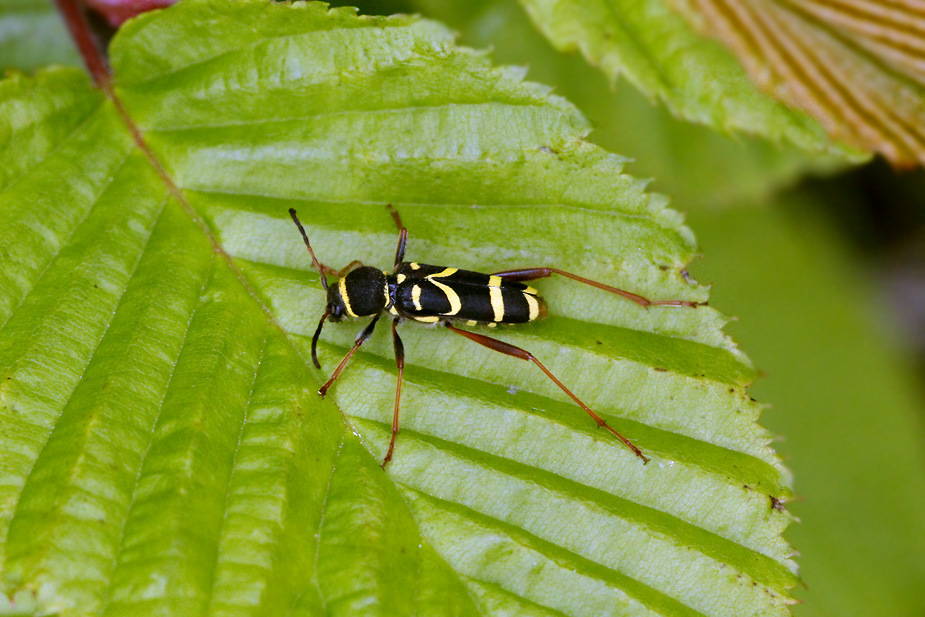 Clytus arietis_5444