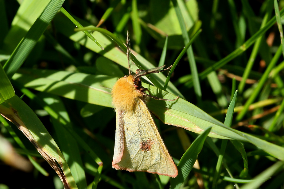 Diacrisia sannio_5463