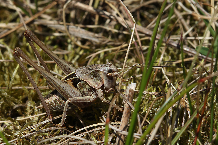 Decticus verrucivorus_5504
