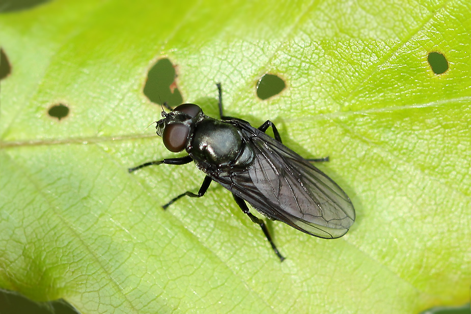 Cheilosia variabilis_5730