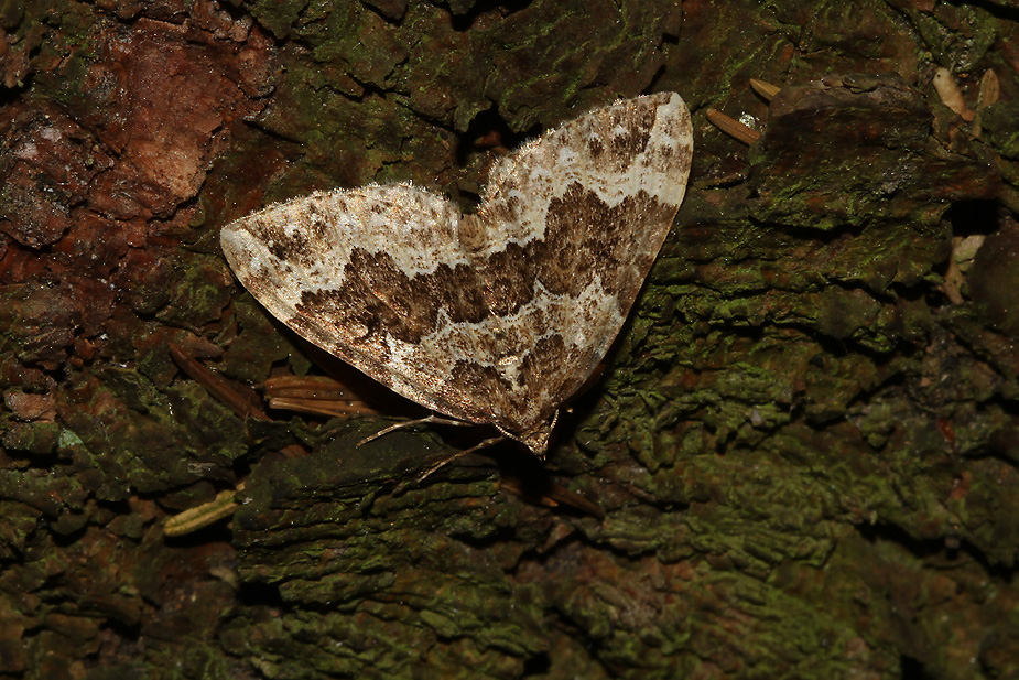 Lampropteryx suffumata_5944