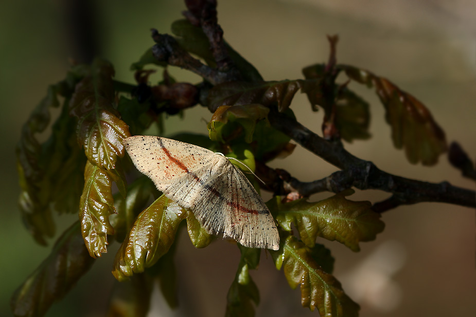 Cyclophora punctaria_6027