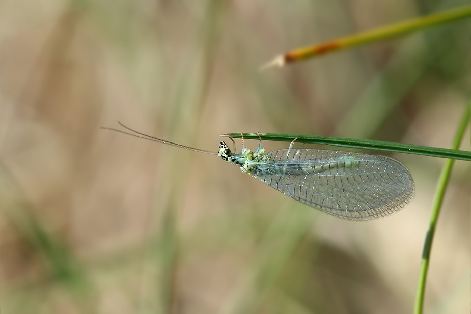 Chrysopidae indet._6049
