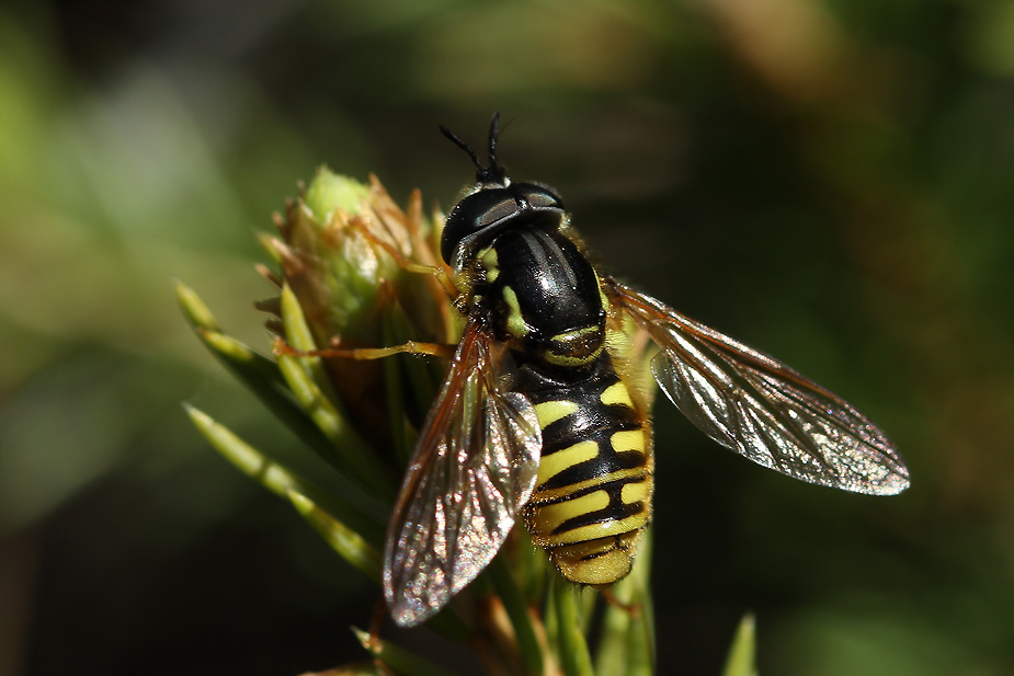 Chrysotoxum arcuatum_6394