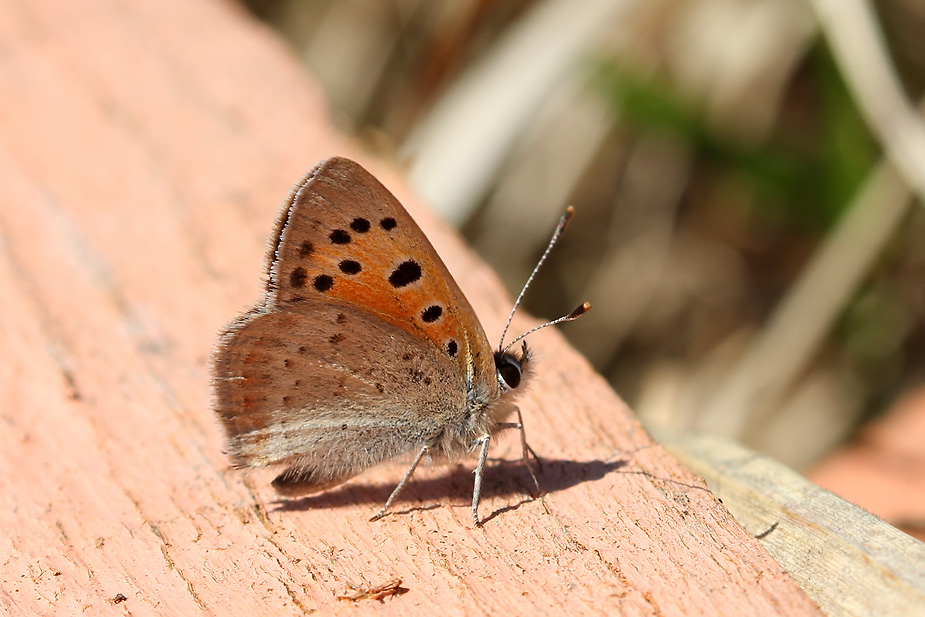 Lycaena phlaeas_6526