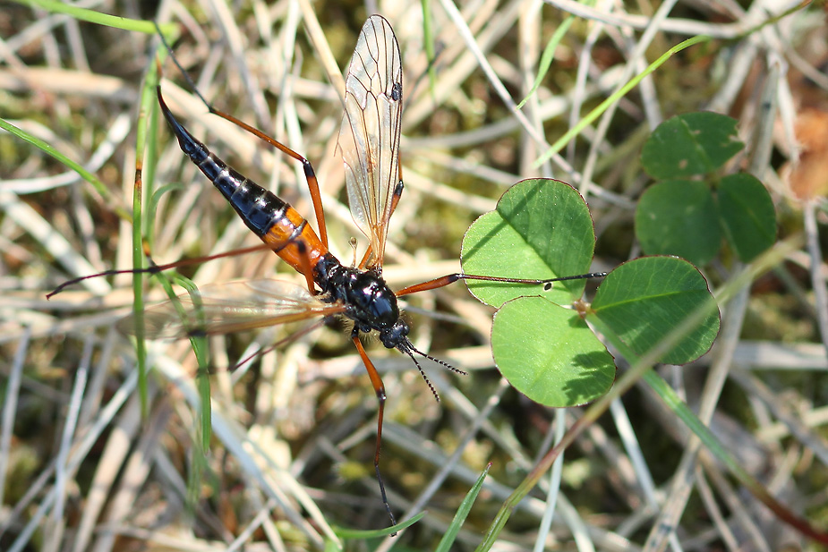 Tanyptera nigricornis_6577