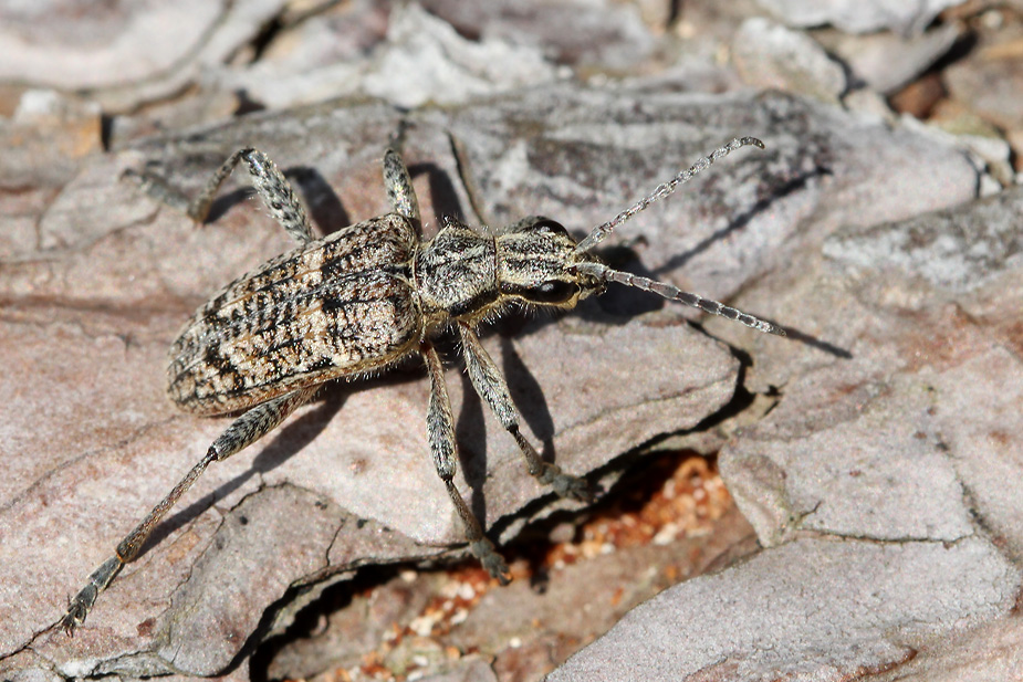 Rhagium inquisitor_6860