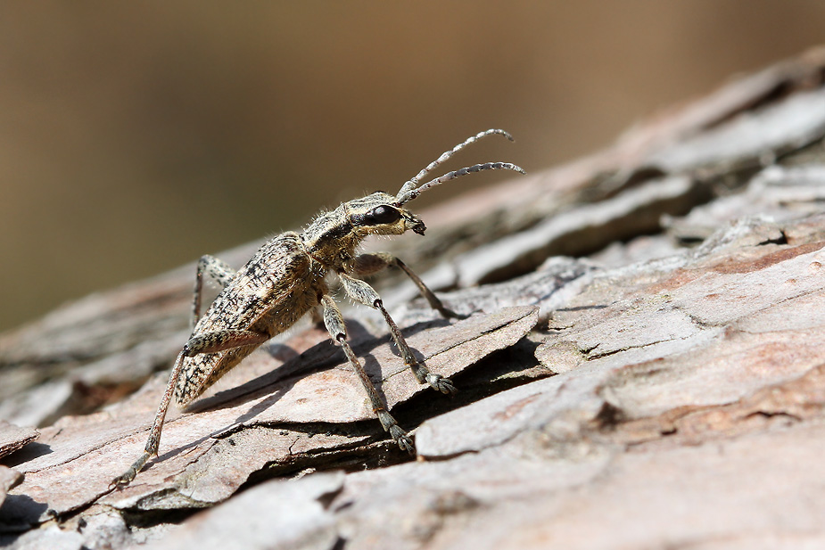 Rhagium inquisitor_6863
