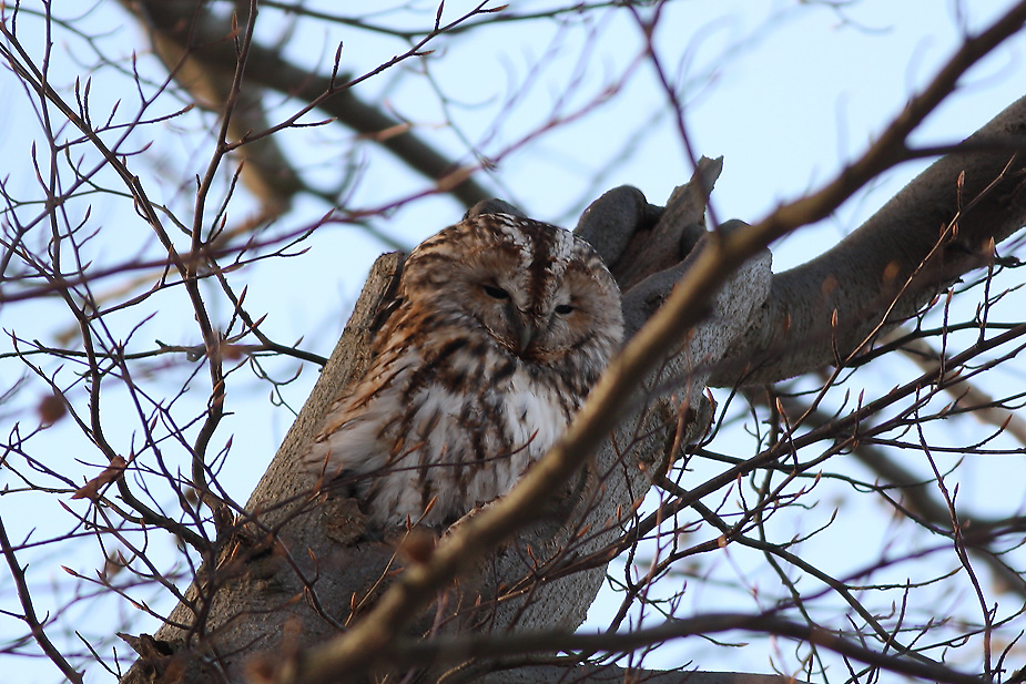 Fugl-Strix aluco_6977