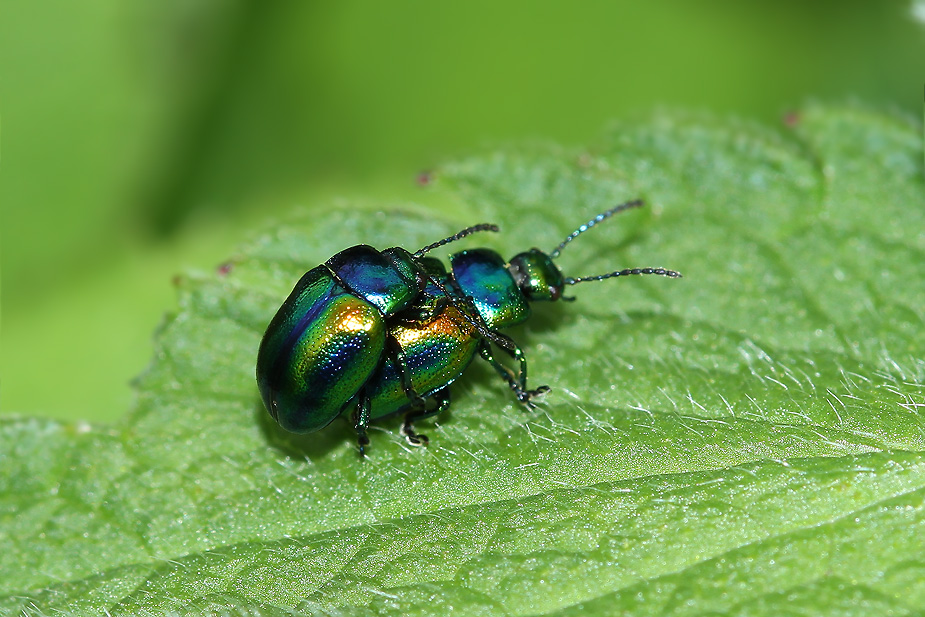Chrysolina fastuosa