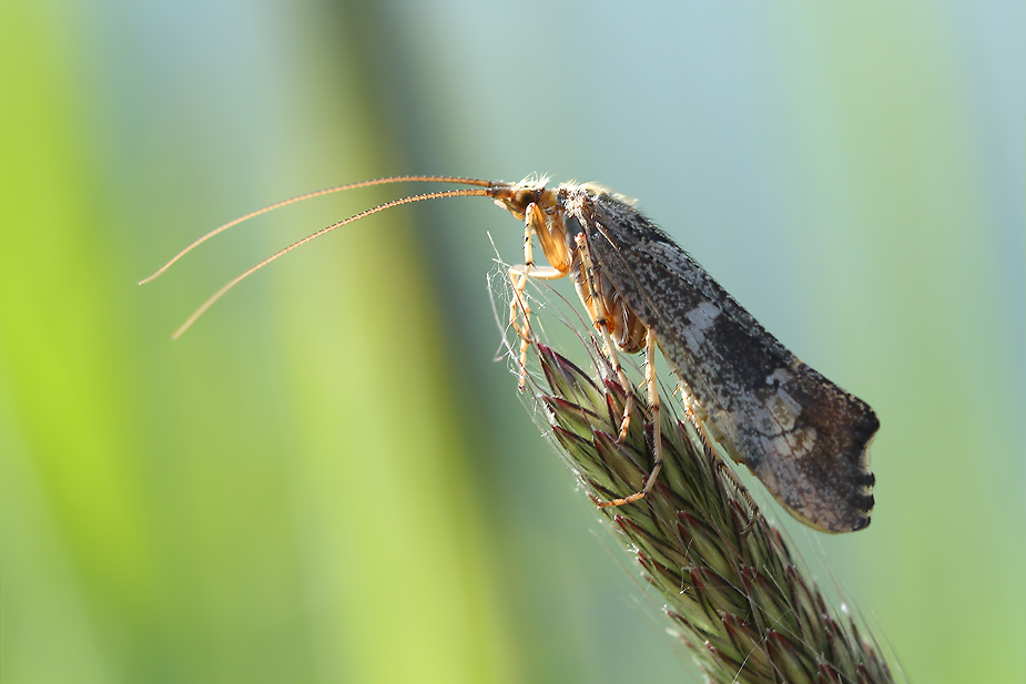 Glyphotaelius pellucidus_7240