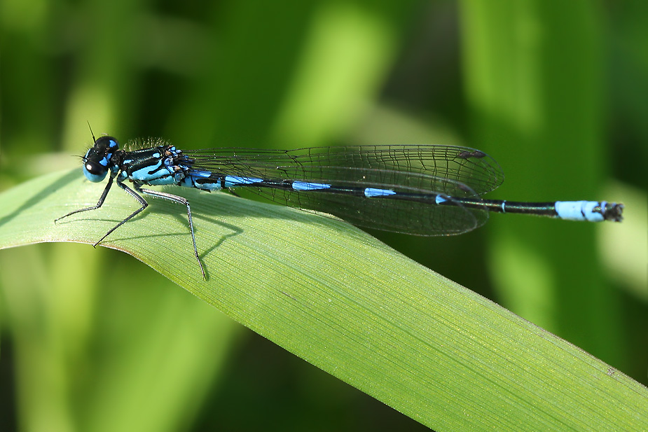Coenagrion pulchellum