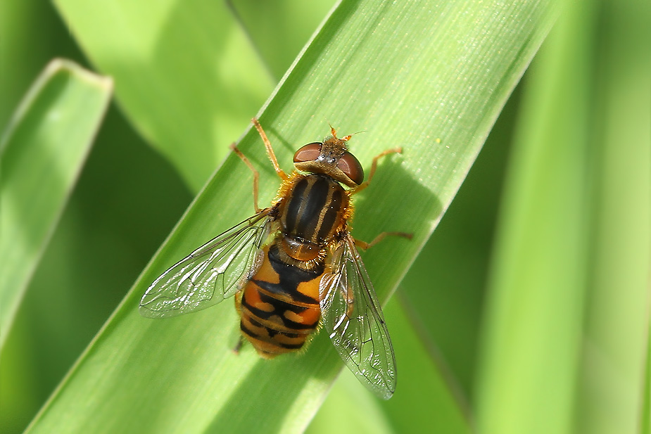 Parhelophilus sp._7311